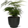 Asparagus Setaceus – Ø12 – ↨35cm + Potenza Pot D13x11cm – Zwart