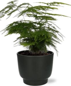 Asparagus Setaceus – Ø12 – ↨35cm + Potenza Pot D13x11cm – Zwart