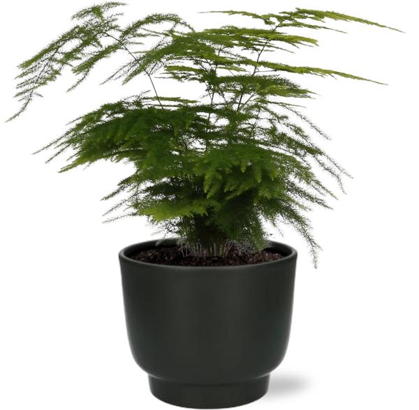 Asparagus Setaceus – Ø12 – ↨35cm + Potenza Pot D13x11cm – Zwart