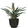 Bromelia Ananas – Ø12cm – ↕30cm + Potenza Pot D13x11cm – Zwart