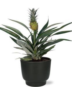 Bromelia Ananas – Ø12cm – ↕30cm + Potenza Pot D13x11cm – Zwart