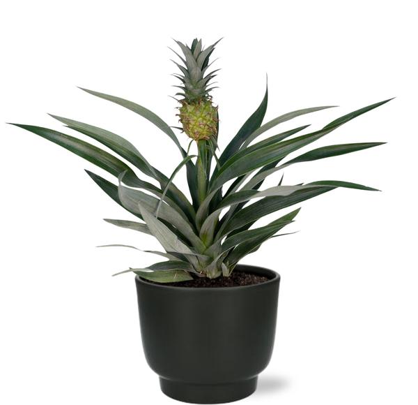 Bromelia Ananas – Ø12cm – ↕30cm + Potenza Pot D13x11cm – Zwart