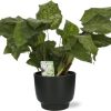 Calathea Network – Pauwenplant – Ø14cm – ↕30cm + Potenza Pot D15x13cm – Zwart