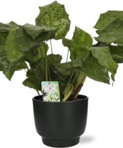 Calathea Network – Pauwenplant – Ø14cm – ↕30cm + Potenza Pot D15x13cm – Zwart