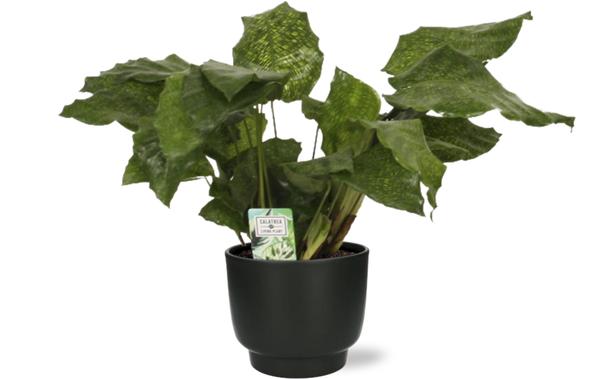 Calathea Network – Pauwenplant – Ø14cm – ↕30cm + Potenza Pot D15x13cm – Zwart