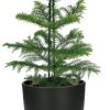Araucaria Heterophylla – Ø14 – ↨40cm + Potenza Pot D15x13cm – Zwart