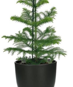 Araucaria Heterophylla – Ø14 – ↨40cm + Potenza Pot D15x13cm – Zwart