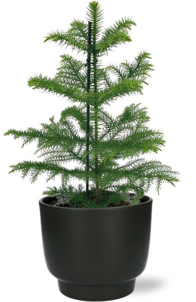 Araucaria Heterophylla – Ø14 – ↨40cm + Potenza Pot D15x13cm – Zwart