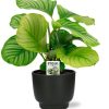 Calathea Orbifolia – Ø50cm – ↕14cm + Potenza Pot D15x13cm – Zwart