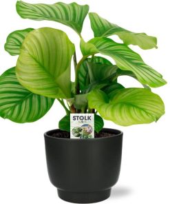 Calathea Orbifolia – Ø50cm – ↕14cm + Potenza Pot D15x13cm – Zwart