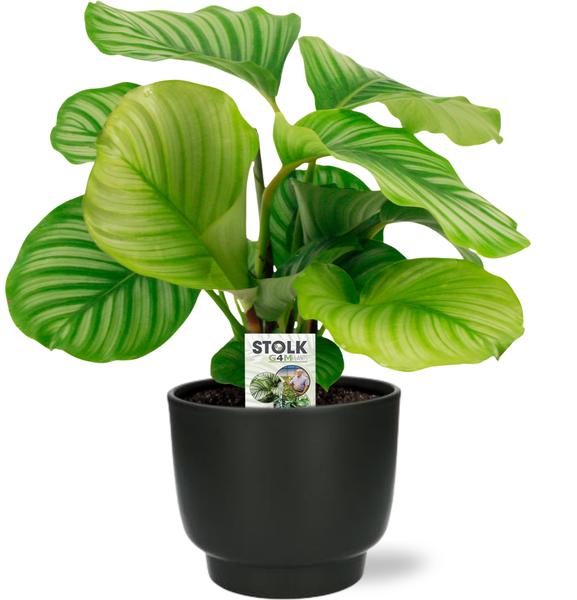 Calathea Orbifolia – Ø50cm – ↕14cm + Potenza Pot D15x13cm – Zwart