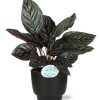 Calathea Ornata – Ø14cm – ↕50cm + Potenza Übertopf Ø15 x ↕13cm – Schwarz | Ideal für Wohn- und Büroräume. Einzigartige Blätter, perfekt als Geschenk für Pflanzenliebhaber.