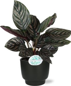 Calathea Ornata – Ø14cm – ↕50cm + Potenza Übertopf Ø15 x ↕13cm – Schwarz | Ideal für Wohn- und Büroräume. Einzigartige Blätter, perfekt als Geschenk für Pflanzenliebhaber.