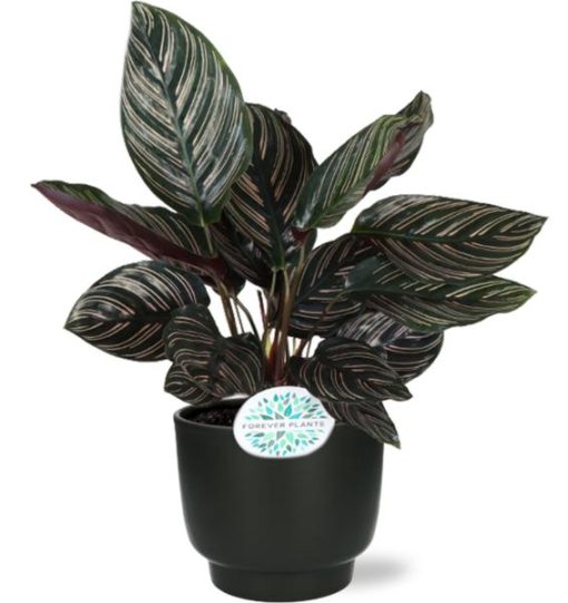 Calathea Ornata - Ø14cm - ↕50cm + Potenza Übertopf Ø15 x ↕13cm - Schwarz | Ideal für Wohn- und Büroräume. Einzigartige Blätter, perfekt als Geschenk für Pflanzenliebhaber.