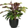 Calathea Yellow Fusion Ø14cm – ↕40cm + Potenza Pot D15x13cm – Zwart