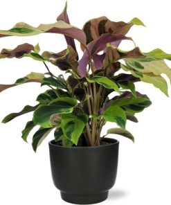 Calathea Yellow Fusion Ø14cm – ↕40cm + Potenza Pot D15x13cm – Zwart