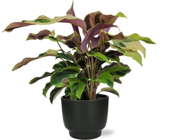 Calathea Yellow Fusion Ø14cm – ↕40cm + Potenza Pot D15x13cm – Zwart