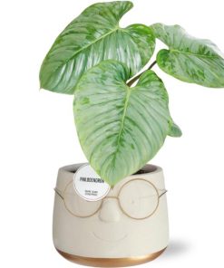 Philodendron Sodiroi ↕ 35cm – Tropenflair in Goldtopf – Ø 16 cm – ↕ 11,5 cm – Pflegeleicht und dekorativ, für Wohnzimmer und Büro