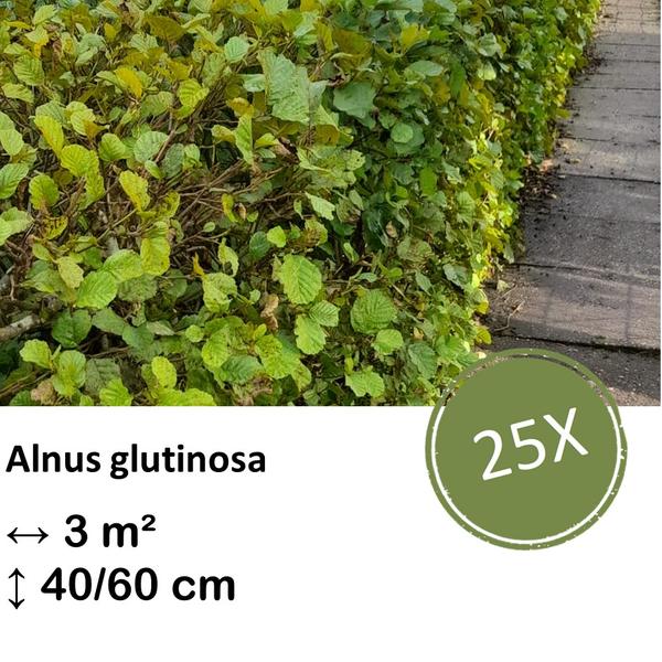 Alnus glutinosa – Kale wortel – 40/60 – 25x