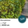 Alnus glutinosa – Kale wortel – 40/60 – 50x