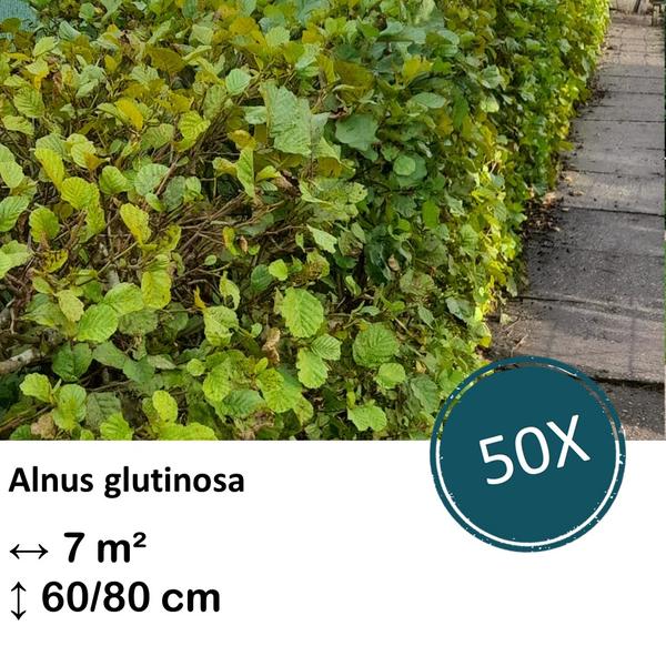 Alnus glutinosa – Kale wortel – 60/80 – 50x