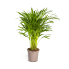 Dypsis Areca Lutescens Ø19cm – ↕90cm