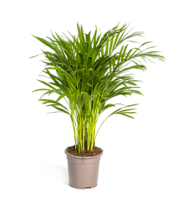 Dypsis Areca Lutescens Ø19cm – ↕90cm