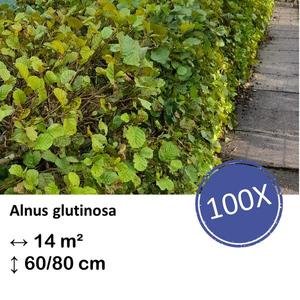 Alnus glutinosa – Kale wortel – 60/80 – 100x