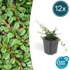 Cotoneaster pr. ‚Streib’s Findling‘ – ↕25cm – Ø9cm – 12x