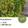 Alnus glutinosa – Kale wortel – 80/100 – 25x