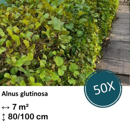 Alnus glutinosa - Kale wortel - 80/100 - 50x