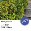 Alnus glutinosa – Kale wortel – 80/100 – 100x