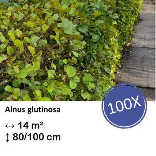 Alnus glutinosa - Kale wortel - 80/100 - 100x