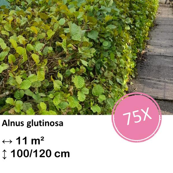 Alnus glutinosa – Kale wortel – 100/120 – 75x