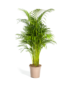 Dypsis Areca Lutescens Ø21cm – ↕110cm