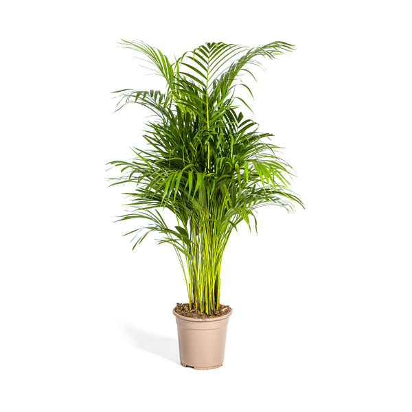 Dypsis Areca Lutescens Ø21cm – ↕110cm