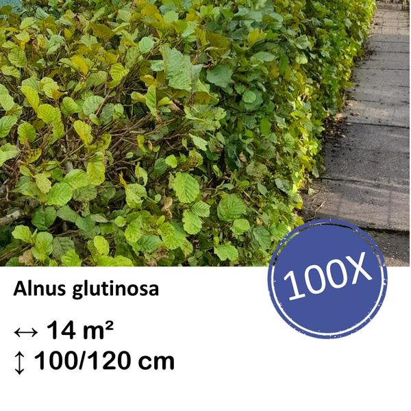 Alnus glutinosa – Kale wortel – 100/120 – 100x