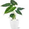 Alocasia Frydek – Ø12cm – ↕35cm + Pot Brussels D13,5×12,5cm – Weiß