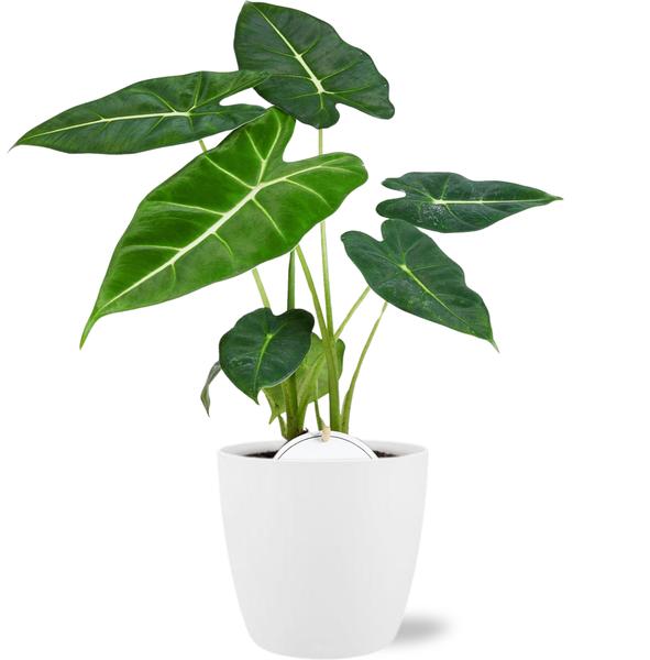 Alocasia Frydek – Ø12cm – ↕35cm + Pot Brussels D13,5×12,5cm – Weiß