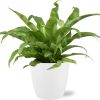 Asplenium Antiquum – Ø17cm – ↕45cm + Pot Brussels D18x17cm – Weiß