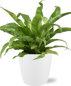 Asplenium Antiquum – Ø17cm – ↕45cm + Pot Brussels D18x17cm – Weiß