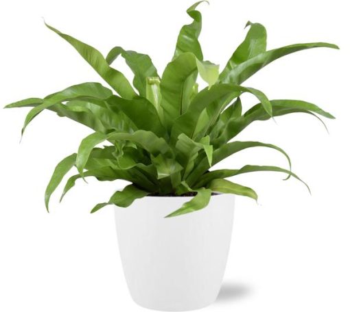 Asplenium Antiquum - Ø17cm - ↕45cm + Pot Brussels D18x17cm - Weiß