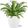 Asplenium Nidus Crissie – Ø17cm – ↕40cm + Pot Brussels D18x17cm – Weiß