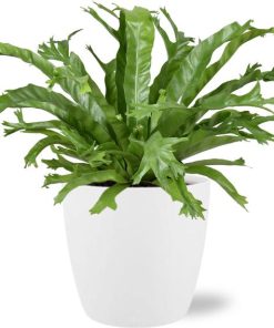 Asplenium Nidus Crissie – Ø17cm – ↕40cm + Pot Brussels D18x17cm – Weiß