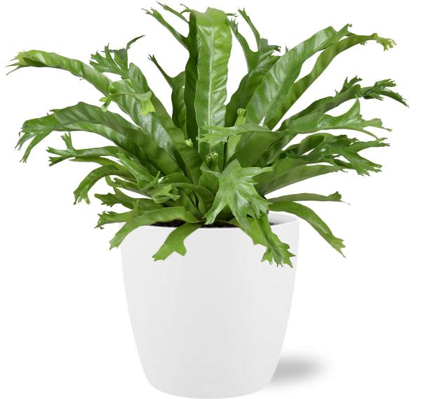 Asplenium Nidus Crissie – Ø17cm – ↕40cm + Pot Brussels D18x17cm – Weiß