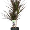 Dracaena Magenta – Ø17cm – ↕80cm + Pot Brussels D18x17cm – Anthrazit