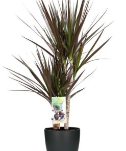 Dracaena Magenta – Ø17cm – ↕80cm + Pot Brussels D18x17cm – Anthrazit