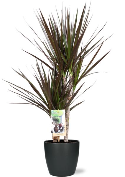 Dracaena Magenta – Ø17cm – ↕80cm + Pot Brussels D18x17cm – Anthrazit