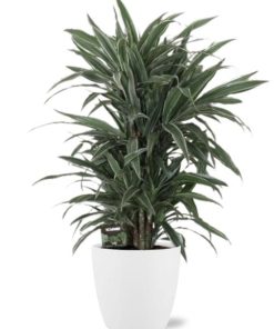 Dracaena Frag. Warneckei – Ø24cm – ↕100cm + Pot Brussels D25x23cm – Weiß