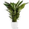 Spathiphyllum Sweet Sebastiano – Ø24cm – ↕110cm + Pot Brussels D25x23cm – Weiß